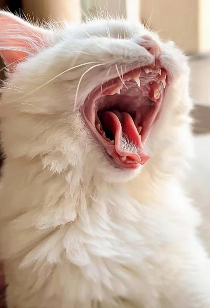 白色猫张嘴打呵欠 猫张嘴张牙打呵欠的照片 — 图库照片