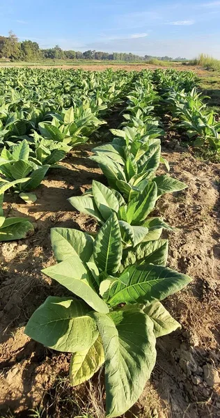 a photography of a field of tobacco plants with a blue sky in the background, tobacco plants in a field with a blue sky in the background.
