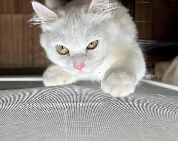 一只长着粉红鼻子和绿眼睛的白猫的照片 有一只白猫坐在地板上 — 图库照片