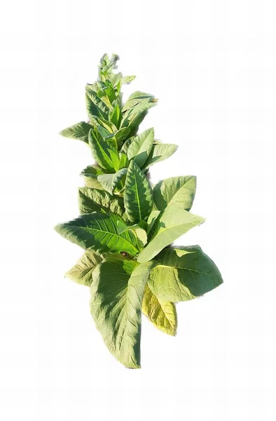 Μια Φωτογραφία Ενός Φυτού Πράσινα Φύλλα Λευκό Φόντο Υπάρχει Ένα — Φωτογραφία Αρχείου