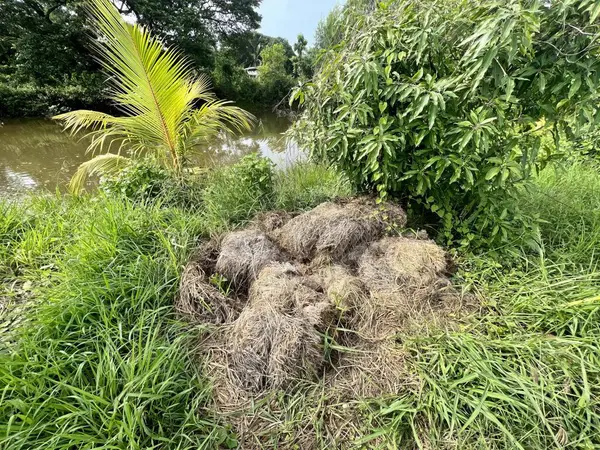 a photography of a pile of hay in the grass next to a river, a close up of a pile of hay in the grass near a river.