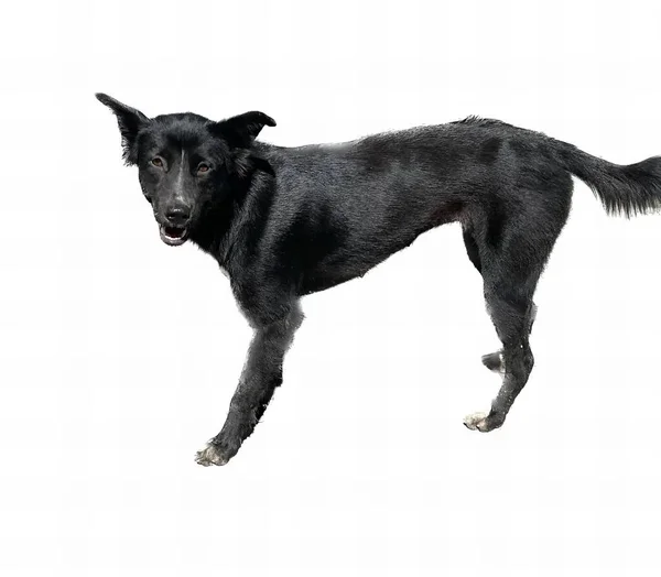 Una Fotografía Perro Negro Pie Sobre Una Superficie Blanca Hay — Foto de Stock