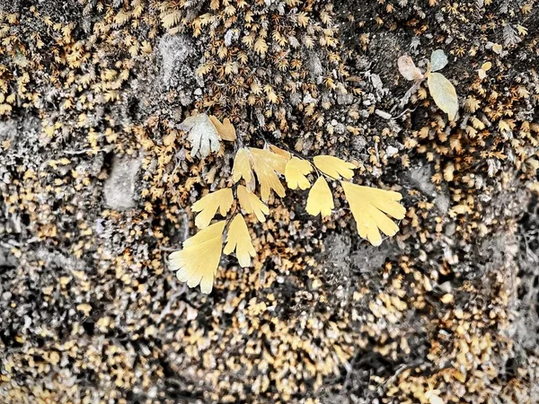 Photography Plant Yellow Leaves Rock Small Plant Growing Out Ground — Stockfoto