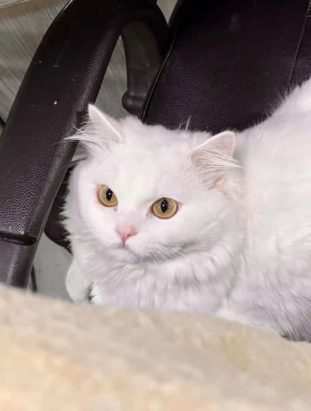 Μια Φωτογραφία Μιας Λευκής Γάτας Που Κάθεται Μια Καρέκλα Κοιτάζοντας — Φωτογραφία Αρχείου
