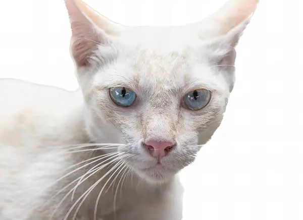 Photography White Cat Blue Eyes Looking Camera White Cat Blue — Stockfoto