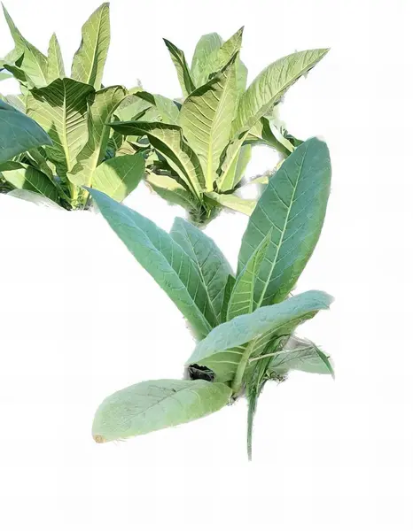 Φωτογραφία Ενός Φυτού Πράσινα Φύλλα Λευκό Φόντο Υπάρχει Ένα Φυτό — Φωτογραφία Αρχείου
