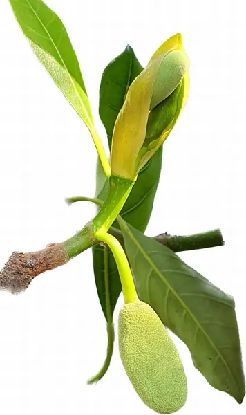 Μια Φωτογραφία Ενός Πράσινου Φυτού Λίγα Φύλλα Και Ένα Μπουμπούκι — Φωτογραφία Αρχείου