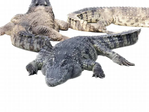 Photography Three Alligators Laying White Surface Three Alligators Laying Ground — Stockfoto