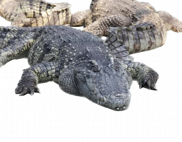Eine Fotografie Von Zwei Alligatoren Die Sich Auf Den Boden — Stockfoto