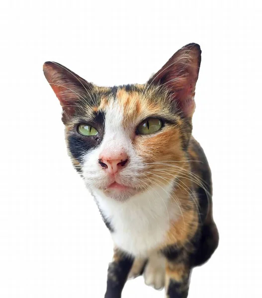 การถ ายภาพของแมวท ตาส มองไปท แมวท งมองกล — ภาพถ่ายสต็อก