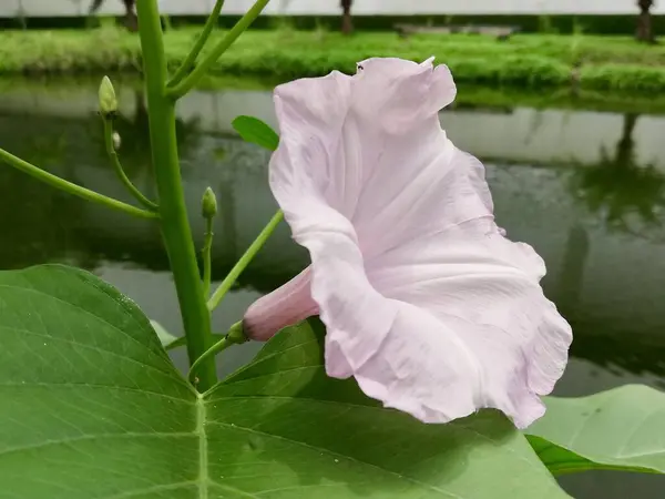 在水体前 有一朵粉色的花 在植物上生长着一朵粉色的花 — 图库照片
