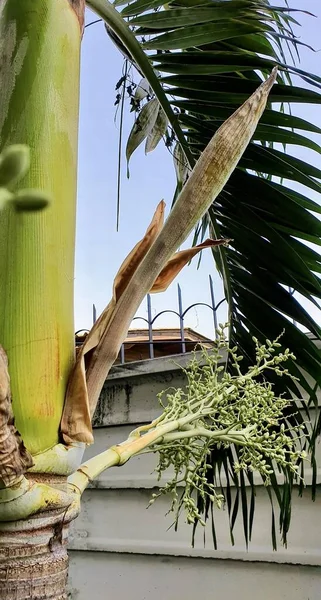 Fotografie Unui Palmier Grămadă Frunze Verzi Există Plantă Care Crește — Fotografie, imagine de stoc