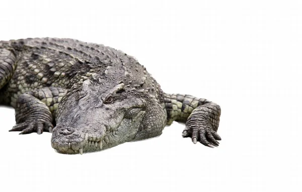 一种大型鳄鱼躺在白色表面上的照片 鳄鱼闭着眼睛躺在地上 — 图库照片