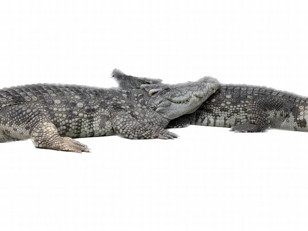 Photography Two Alligators Laying Next Each Other Two Alligators Laying — Stock Fotó