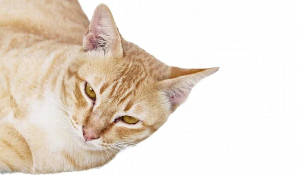 ภาพของแมวนอนลงบนผ ขาวม แมวต วหน งนอนอย บนพ — ภาพถ่ายสต็อก