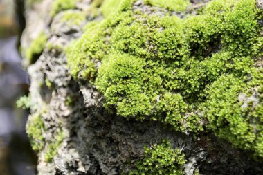 Arka planda deresi olan yosunlu bir kayanın fotoğrafı. Arka planda deresi olan yosunlu bir kayanın yakın çekimi..
