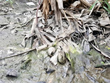 Çamurlu bir alandaki odun ve enkaz yığınının fotoğrafı. Çamurda duran bir odun yığını var..