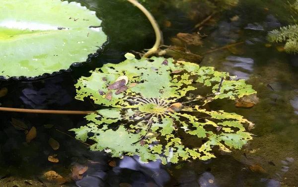 Eine Fotografie Einer Pflanze Die Einem Teich Wächst Einem Teich — Stockfoto