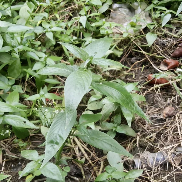 Fotografie Rostliny Zelenými Listy Hnědým Předmětem Špíně Roste Malá Rostlina — Stock fotografie