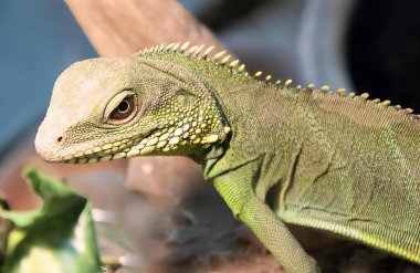 Arka planda bitki olan bir dalda oturan bir kertenkelenin fotoğrafı. Bir dalda oturan yeşil bir kertenkele var..