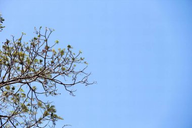 Arka planda mavi gökyüzü olan bir ağaç dalında oturan bir kuşun fotoğrafı. Bir ağaç dalında oturan bir kuş var..