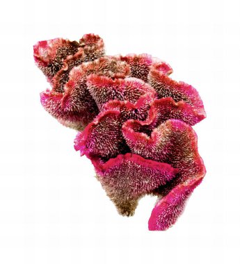 Beyaz bir zemin üzerinde bir demet pembe çiçeğin fotoğrafı, beyaz arkaplanda pembe bir çiçeğin yakın çekimi var..