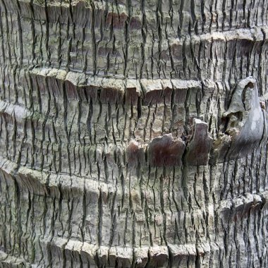 Ağaç gövdesinin üzerinde düğüm olan bir fotoğrafı var. Düğümlü bir ağaç gövdesinin yakın çekimi var..