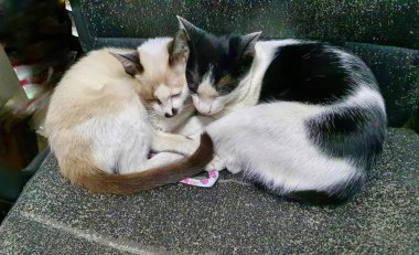 Bir köpekle sandalyeye sarılan iki kedinin fotoğrafı. Sandalyeye kıvrılmış iki kedi var..