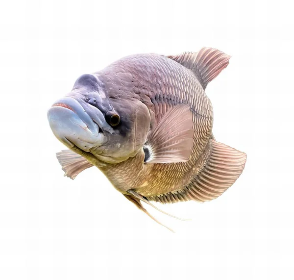 꼬리를 물고기의 카메라를보고있는 물고기가있다 — 스톡 사진