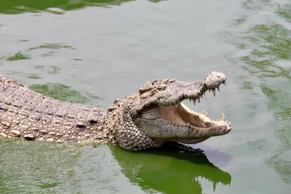 Ett Fotografi Krokodil Med Öppen Mun Vattnet Krokodil Vattnet Med — Stockfoto