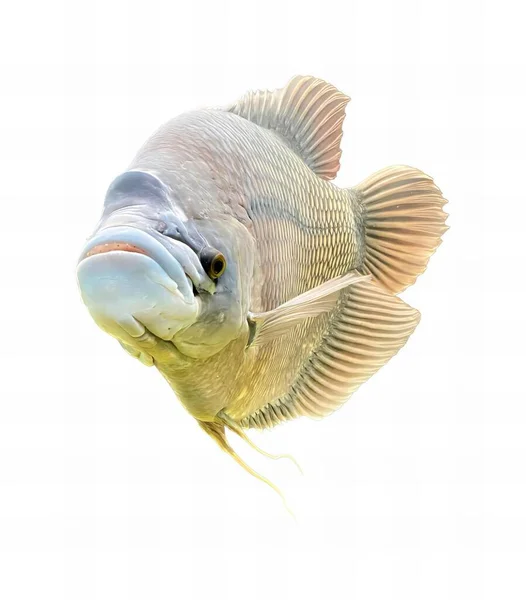 Ett Fotografi Fisk Med Ett Mycket Stort Leende Läpparna Det — Stockfoto