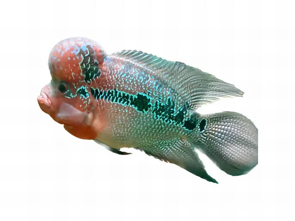 Fotografie Eines Fisches Mit Blauem Und Rotem Körper Gibt Einen — Stockfoto