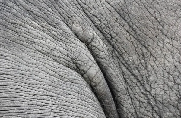 Photography Close Large Elephant Skin Close Large Elephant Skin — Stock Photo, Image