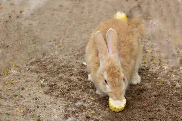地面にトウモロコシを食べるウサギの写真は 地面にトウモロコシを食べるウサギがいます — ストック写真