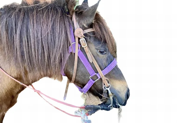有一张照片 是一匹有紫色缰绳和粉色吊带的马 还有一匹头上有紫色缰绳的马 — 图库照片