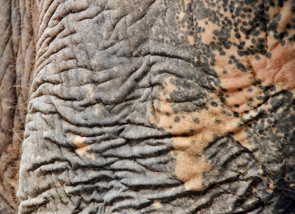 Photography Elephant Eye Lot Wrinkles Close Elephant Skin Spots — Stock Photo, Image