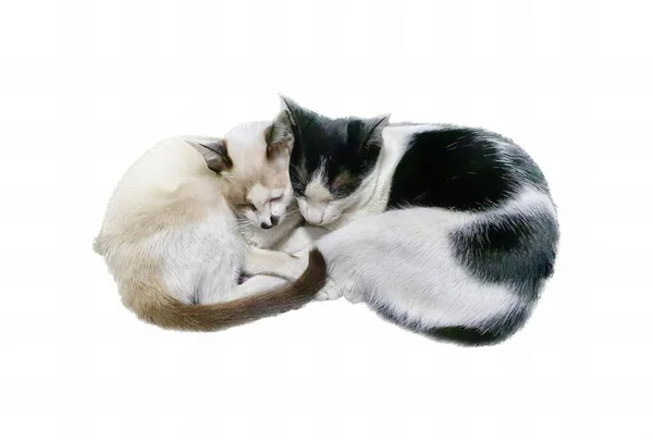 Gatos fofos abraçam gato desenhado à mão amor de gatinho casal de animais  de desenho animado simples ilustração em vetor de estoque