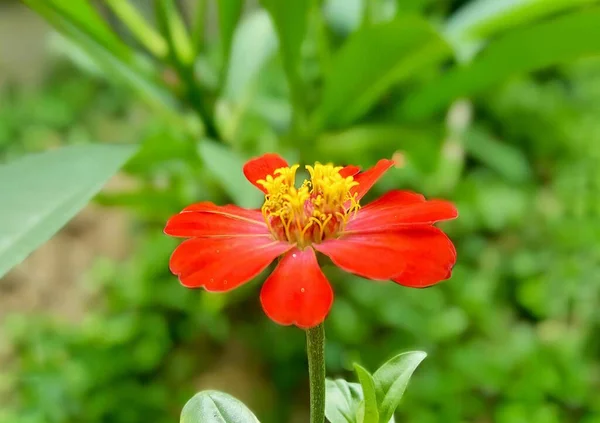Uma Fotografia Uma Flor Vermelha Com Estames Amarelos Jardim Uma — Fotografia de Stock