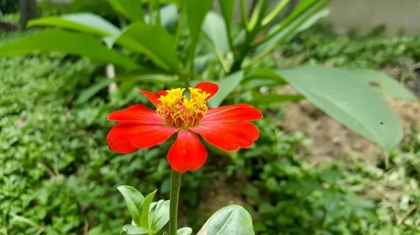 在花园里有一朵黄色中心的红花 在花园里有一朵黄色中心的红花 — 图库照片