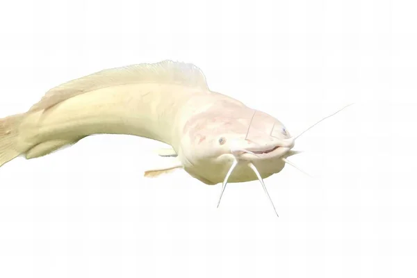 非常に長い鼻と非常に長い尾を持つ魚の写真は 長い尾で水に浮かんでいる魚があります — ストック写真