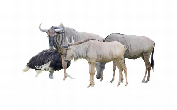一组动物相邻而立的照片 有三只动物站在草地上 — 图库照片