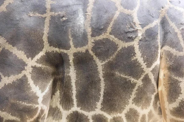 Photography Giraffe Back Very Long Neckback Pattern White Brown Spots — Stock Photo, Image