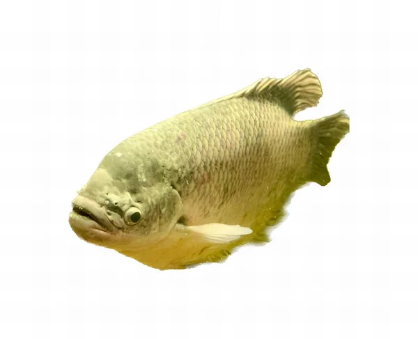 Eine Fotografie Eines Fisches Mit Weißem Hintergrund Und Weißem Hintergrund — Stockfoto