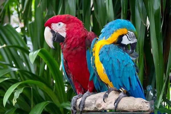 Fotografia Dwóch Kolorowych Papug Siedzących Skale Gałęzi Dżungli Siedzą Dwa — Zdjęcie stockowe