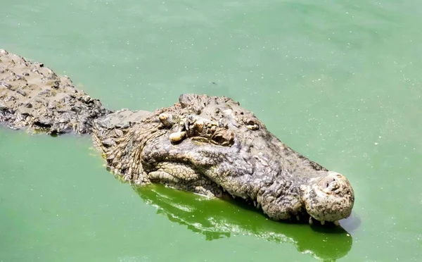 Ett Fotografi Krokodil Simmar Vattenförekomst Det Finns Krokodil Som Flyter — Stockfoto