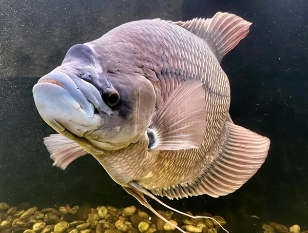 Фотография Рыбы Большой Улыбкой Лице Рыба Которая Смотрит Камеру Воде — стоковое фото