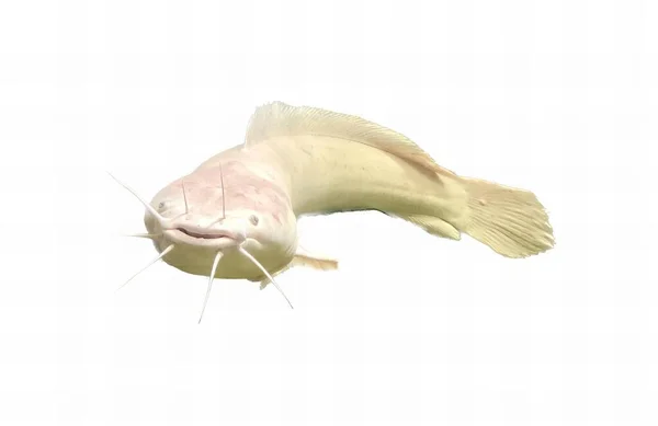 Ett Fotografi Fisk Med Toothy Ansikte Och Toothy Svans Det — Stockfoto