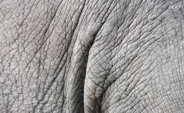 Una Fotografía Piel Elefante Está Arrugada Arrugada Hay Primer Plano — Foto de Stock