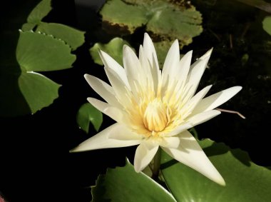 Arka planda yeşil yapraklı beyaz bir çiçeğin fotoğrafı. Suda beyaz bir çiçek var..