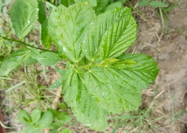 Üzerinde su damlacıkları olan bir bitkinin fotoğrafı. Üzerinde su damlacıkları olan bir bitkinin yakın çekimi var..